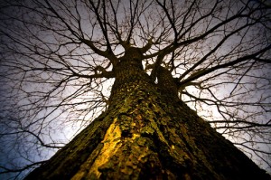 The Tree of Knowledge: Evidence of God's gift of freewill to us
